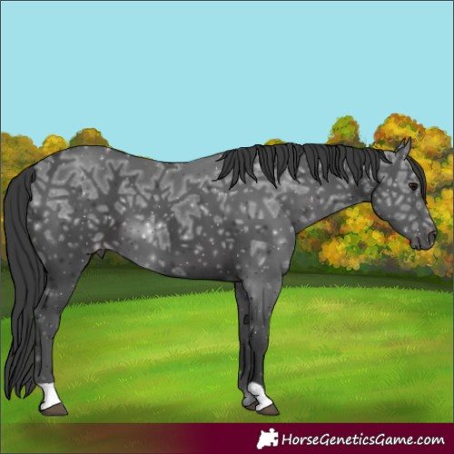 Horse Color:Black Ice 
