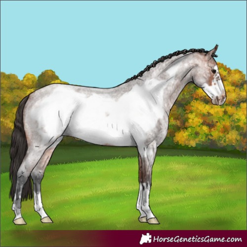 Horse Color:Bay Ice Roan Frame 