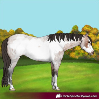 Horse Color:Bay Ice Roan Frame 