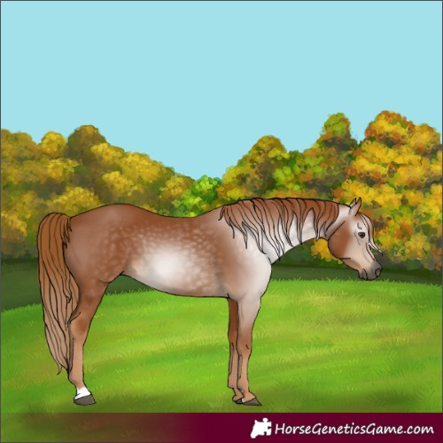 Horse Color:Gray Chestnut 