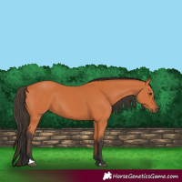 Horse Color:Bay 