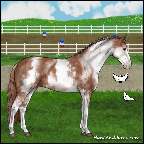 Horse Color:White Spotted Chestnut Sabino 