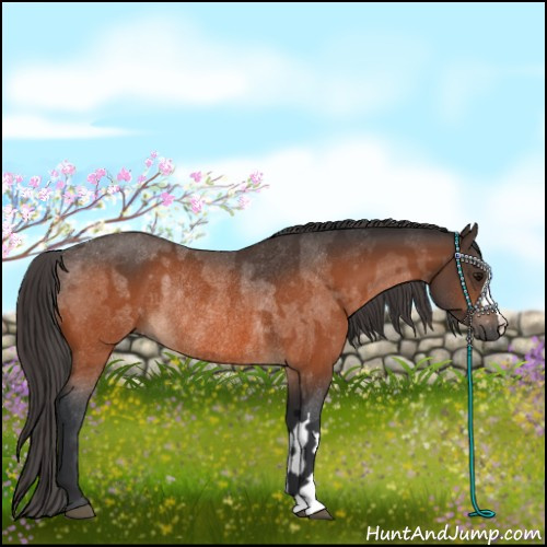 Horse Color:Bay Rabicano  and Bay Appaloosa Rabicano 