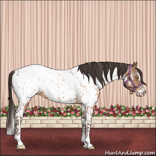 Horse Color:Amber Champagne Sabino Tobiano Appaloosa  and Amber Champagne Sabino Tobiano Appaloosa 