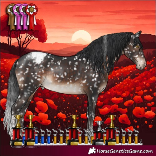 Horse Color:Brown Tobiano Appaloosa Rabicano 