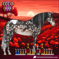 Horse Color:Brown Tobiano Appaloosa Rabicano 