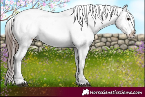 Horse Color:White Spotted Brown Snowcap 