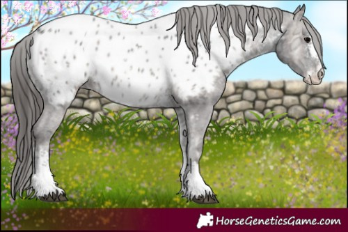 Horse Color:Blue Onyx Ice Sabino Near Leopard Rabicano