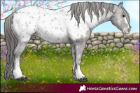 Horse Color:Blue Onyx Ice Sabino Appaloosa Rabicano 