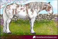 Horse Color:Silver Bay Ice Sabino Frame Rabicano 