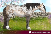 Horse Color:Buckskin Ice Rabicano 