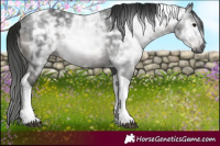 Horse Color:Gray Black Ice Tobiano Rabicano 