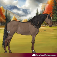 Horse Color:Liver Red Dun Rabicano