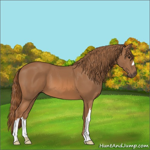 Horse Color:Chestnut 