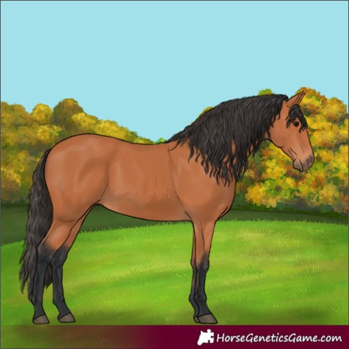 Horse Color:Bay 