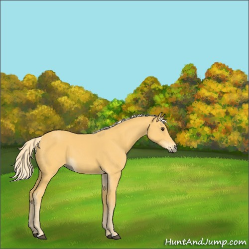 Horse Color:Palomino 