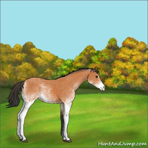 Horse Color:White Spotted Bay