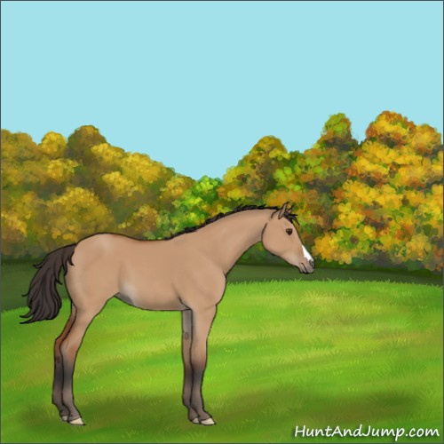 Horse Color:Bay Dun