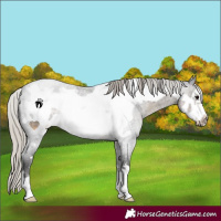 Horse Color:Silver Smoky Blue Roan Frame 