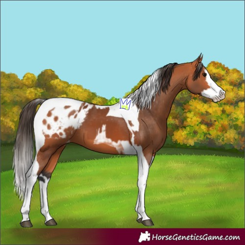 Horse Color:Bay Splash Tobiano Appaloosa  and Bay Splash Tobiano Appaloosa 