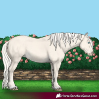 Horse Color:Cremello Dun 
