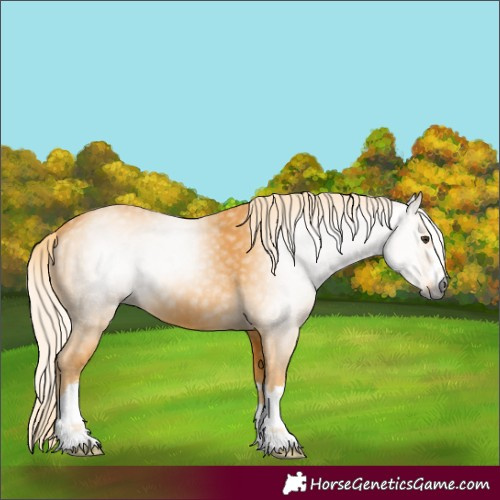 Horse Color:Unknown 