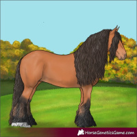 Horse Color:Bay 