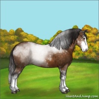 Horse Color:Buckskin Sabino 