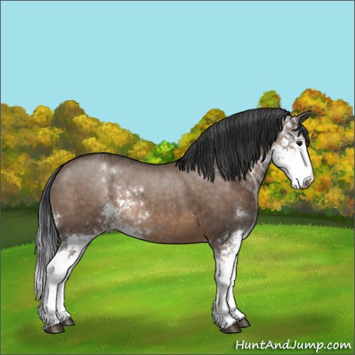 Horse Color:Brown Dun Sabino 
