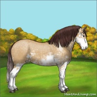 Horse Color:Chocolate Buckskin Dun Sabino Rabicano 