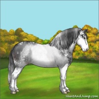 Horse Color:Brown Sabino Rabicano 