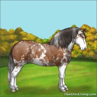 Horse Color:Buckskin Sabino Rabicano