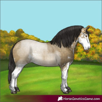 Horse Color:Buckskin Dun Sabino Rabicano 
