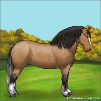 Horse Color:Buckskin Dun Sabino