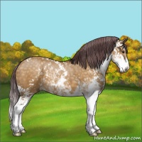 Horse Color:Chocolate Buckskin Dun Sabino