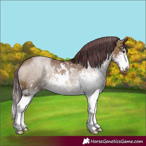 Horse Color:Chocolate Buckskin Dun Sabino 