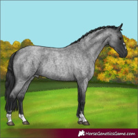 Horse Color:Blue Roan 