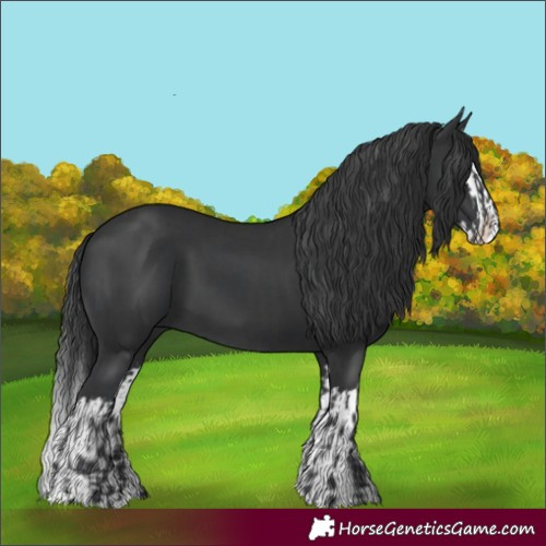 Horse Color:Black  and Black Splash 