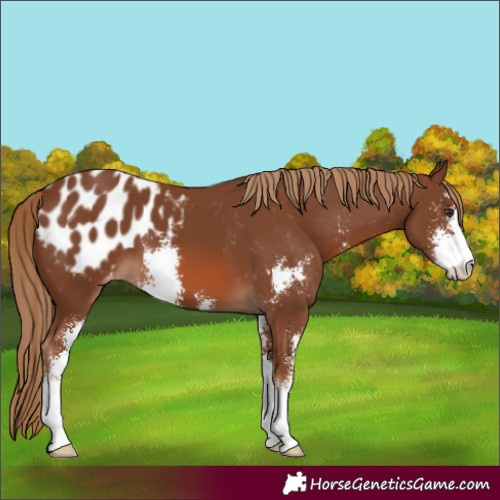 Horse Color:Chestnut Sabino Appaloosa