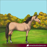 Horse Color:Bay Dun Splash 