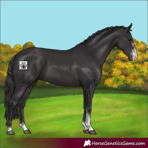 Horse Color:Smoky Black Sabino Tobiano 