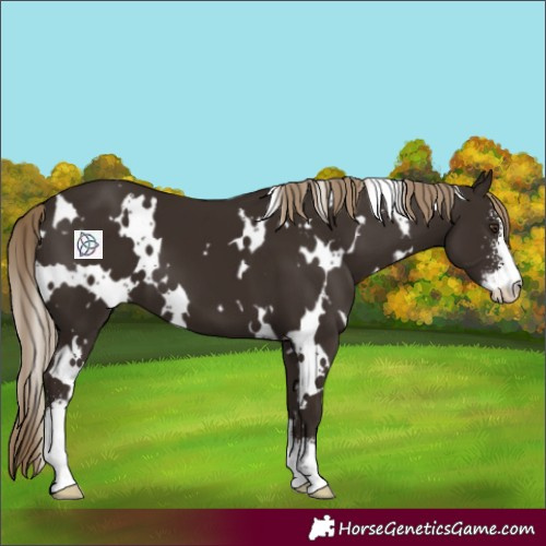 Horse Color:White Spotted Liver Chestnut Sabino