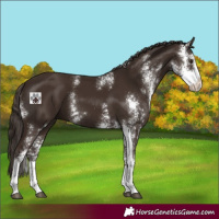 Horse Color:Liver Chestnut Sabino 