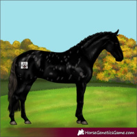 Horse Color:Void Smoky Black Sabino Splash Appaloosa Rabicano 