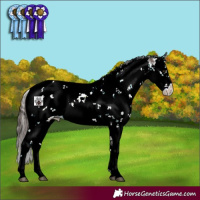 Horse Color:Liver Chestnut Sabino