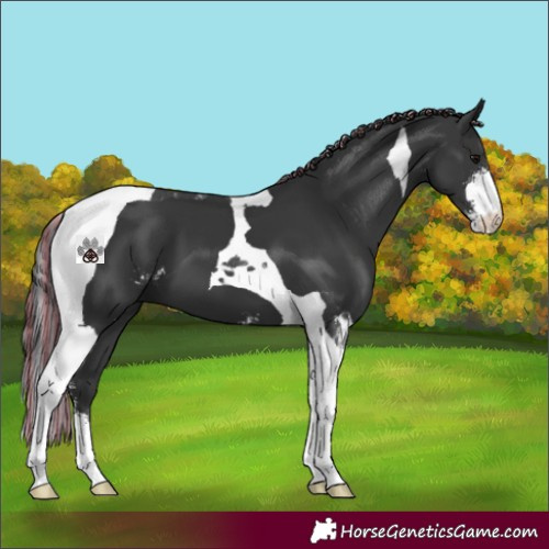 Horse Color:Painted Black Sabino Tobiano 