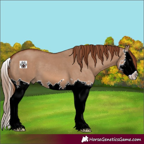 Horse Color:Red Dun Splash 