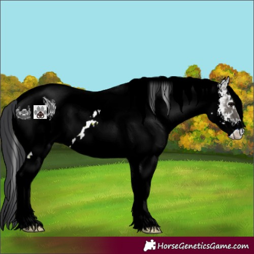 Horse Color:ERROR: UNKNOWN ANOMALY