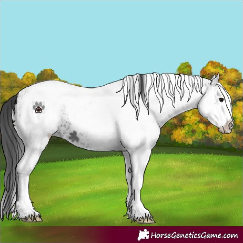 Horse Color:White Spotted Black Tobiano 