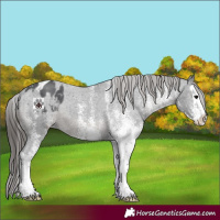 Horse Color:White Spotted Black Splash Appaloosa